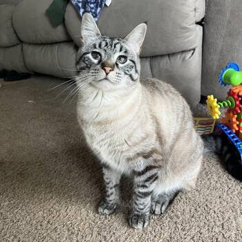 Tetsu -  Siamese Cat for Adoption in Bentonville, Arkansas - Tetsu | PetCurious