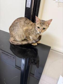 Sia -  Domestic Short Hair Cat for Adoption in West Chester, Pennsylvania - Sia | PetCurious