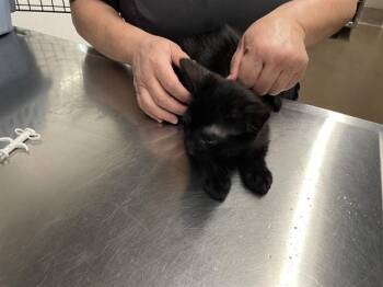 SYRUP -  Domestic Medium Hair Cat for Adoption in Aurora, Illinois - SYRUP | PetCurious