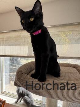 Rescue Domestic Short Hair Cats for Adoption in Albuquerque, New Mexico - Horchata | PetCurious