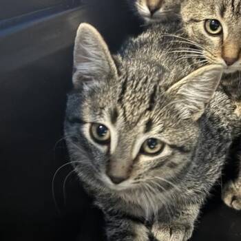 Rescue Domestic Short Hair Cats for Adoption in Salt Lake City, Utah - Bremen | PetCurious