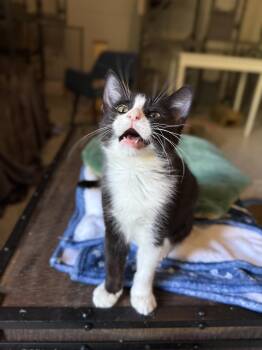 Rescue American Shorthair Cats for Adoption in Austin, Texas - Betty | PetCurious