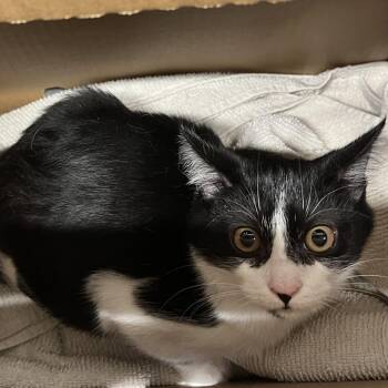 Dan -  Domestic Short Hair Cat for Adoption in Tampa, Florida - Dan | PetCurious