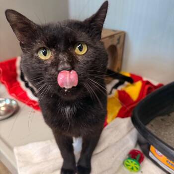 Grackle -  Domestic Short Hair Cat for Adoption in Saint Charles, Missouri - Grackle | PetCurious