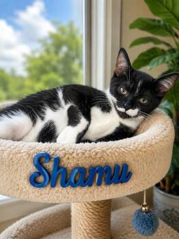 Shamu -  Domestic Short Hair Cat for Adoption in Deltona, Florida - Shamu | PetCurious