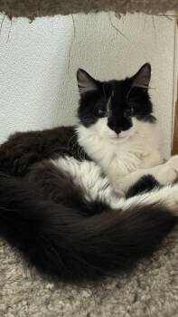 Domestic Long Hair Cats Available for Adoption - Wendy | PetCurious
