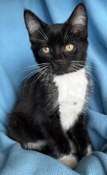 Hugs -  Tuxedo Cat for Adoption in Hood River, Oregon - Hugs | PetCurious
