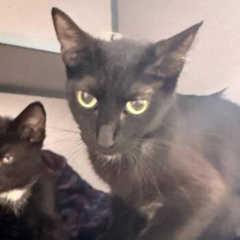 Menerva -  Domestic Short Hair Cat for Adoption in Evansville, Indiana - Menerva | PetCurious