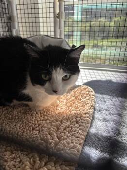 Domestic Short Hair Cats Available for Adoption in Altoona, Pennsylvania - Mugwort | PetCurious