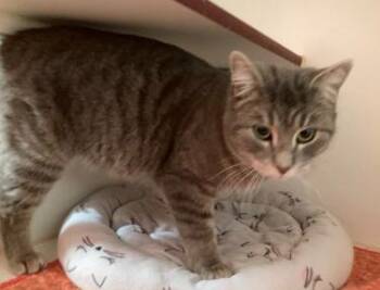 Domestic Short Hair Cats Available for Adoption - Cooper (Bond: Sheldon) | PetCurious