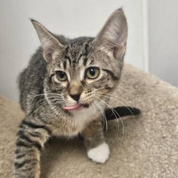 Max -  Domestic Short Hair Cat for Adoption in Grantsville, Utah - Max | PetCurious