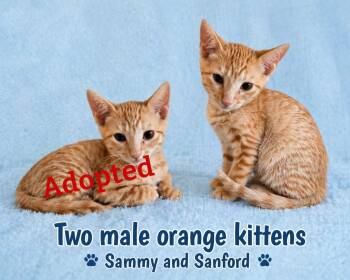 Domestic Short Hair Cats Available for Adoption in Reno, Nevada - SANFORD (LOCATED AT PETSMART NORTHWEST RENO) | PetCurious