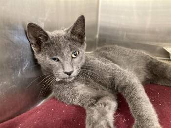 STAR-LORD -  Domestic Short Hair Cat for Adoption in Tustin, California - STAR-LORD | PetCurious