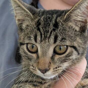 Christopher Moltisanti -  Domestic Short Hair Cat for Adoption in Chapel Hill, North Carolina - Christopher Moltisanti | PetCurious