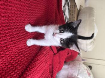 Domestic Short Hair Cats Available for Adoption in Bethel Park, Pennsylvania - Suzy | PetCurious