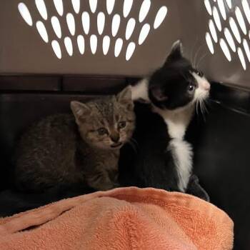 Owen -  Domestic Short Hair Cat for Adoption in Dekalb, Illinois - Owen | PetCurious