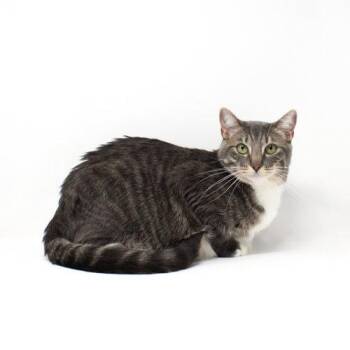 Hedwig -  Domestic Short Hair Cat for Adoption in Florence, Arizona - Hedwig | PetCurious