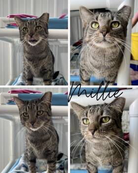 Millie -  Domestic Short Hair Cat for Adoption in Pierceton, Indiana - Millie | PetCurious