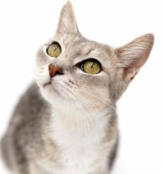 Sassy will make your life sweeter for sure - THERAPY EXOTIC GORG -  Turkish Van and Exotic Shorthair Cat for Adoption in Bedford Hills, New York - Sassy Will Make Your Life Sweeter For Sure - THERAPY EXOTIC GORG | PetCurious