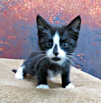 Rescue Domestic Short Hair Cats for Adoption in Lexington, Virginia - Aramis | PetCurious