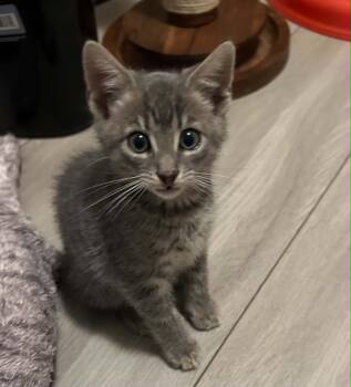 Daniel -  Domestic Short Hair Cat for Adoption in Wading River, New York - Daniel | PetCurious