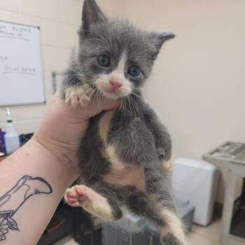 SCFL-Stray-66911 -  Domestic Short Hair Cat for Adoption in Lake Panasoffkee, Florida - SCFL-Stray-66911 | PetCurious