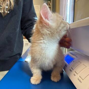 Ginger Chicken -  Domestic Medium Hair Cat for Adoption in Morristown, Vermont - Ginger Chicken | PetCurious