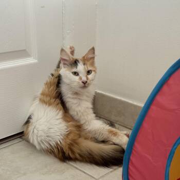 Domestic Long Hair Cats Available for Adoption in Los Angeles, California - Estrella  | PetCurious