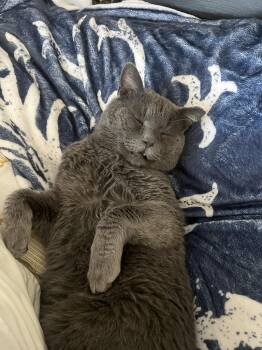 Domestic Medium Hair Cats Available for Adoption - Freddy Prince Cheeks | PetCurious