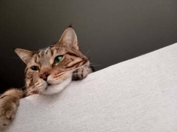 Domestic Short Hair Cats Available for Adoption - Spruce (coming Soon!) | PetCurious