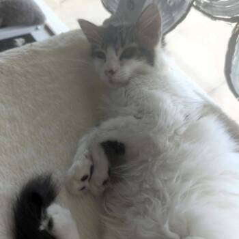 Strawberry -  Domestic Short Hair Cat for Adoption in Lenexa, Kansas - Strawberry | PetCurious