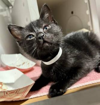 JAMES -  Domestic Short Hair Cat for Adoption in San Francisco, California - JAMES | PetCurious