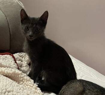 Hash Brown -  Domestic Short Hair Cat for Adoption in Pikesville, Maryland - Hash Brown | PetCurious
