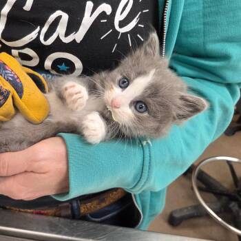 Sage -  Domestic Short Hair Cat for Adoption in Chattanooga, Tennessee - Sage | PetCurious