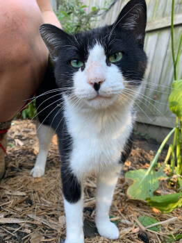 Rescue Domestic Short Hair Cats for Adoption in Livonia, Michigan - Cowy | PetCurious