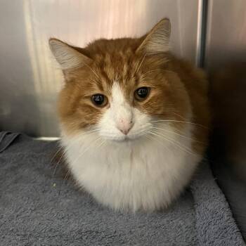 William -  Domestic Long Hair Cat for Adoption in Bristol, Indiana - William | PetCurious