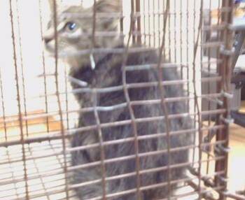 KAPERNICUS -  Domestic Short Hair Cat for Adoption in Sacramento, California - KAPERNICUS | PetCurious