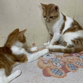 Domestic Medium Hair Cats Available for Adoption in Brampton, Ontario - Bonded Pair Chips And Misha | PetCurious