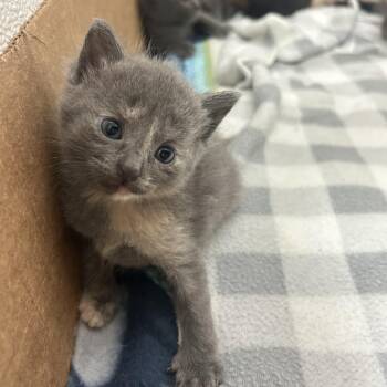 Posie -  Domestic Short Hair Cat for Adoption in St. Louis, Missouri - Posie | PetCurious