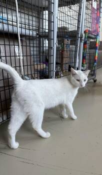 Domestic Short Hair Cats Available for Adoption - Mo | PetCurious