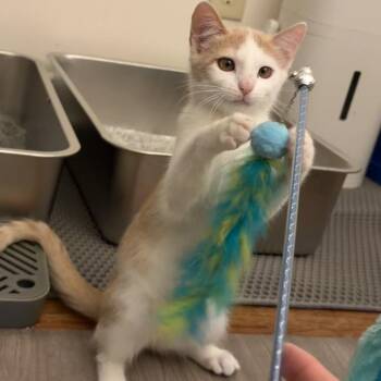 Queso -  American Shorthair Cat for Adoption in West Des Moines, Iowa - Queso | PetCurious