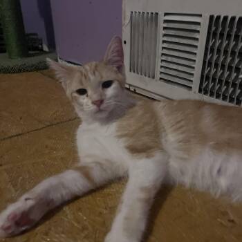 Turkish Angora and Tabby Cats Available for Adoption in Newark Valley, New York - Cajun | PetCurious