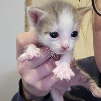 Domestic Short Hair Cats Available for Adoption in Sioux Falls, South Dakota - Arian | PetCurious
