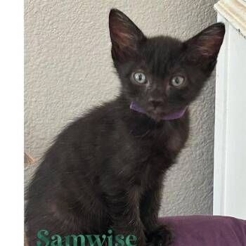 SAMWISE -  Domestic Short Hair Cat for Adoption in Auburn, California - SAMWISE | PetCurious