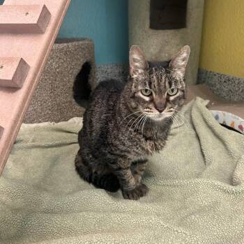 Domestic Short Hair Cats Available for Adoption in Fresno, California - Tabs | PetCurious