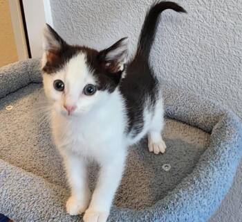 MAGPIE -  Domestic Short Hair Cat for Adoption in Colorado Springs, Colorado - MAGPIE | PetCurious