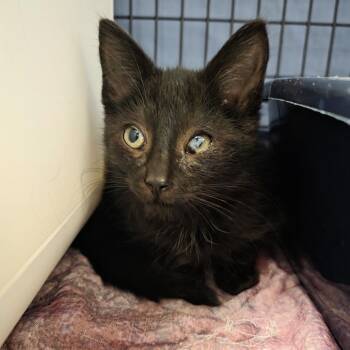 Everest -  Domestic Medium Hair Cat for Adoption in Oshkosh, Wisconsin - Everest | PetCurious