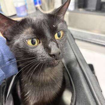 Fefe -  Domestic Short Hair Cat for Adoption in Newark, New Jersey - Fefe | PetCurious