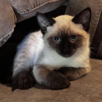Siamese Cats Available for Adoption in Bentonville, Arkansas - Orion | PetCurious