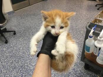 Domestic Medium Hair Cats Available for Adoption in Thousand Palms, California - A1911146 | PetCurious